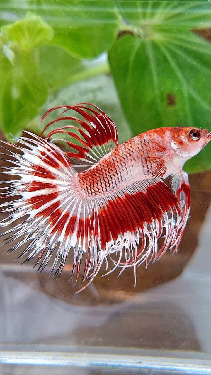CROWNTAIL HALFSUN AOC RED PATTERN CELLOPHANE UNIQUE BETTA FISH