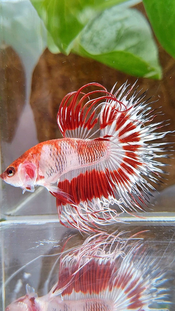 CROWNTAIL HALFSUN AOC RED PATTERN CELLOPHANE UNIQUE BETTA FISH