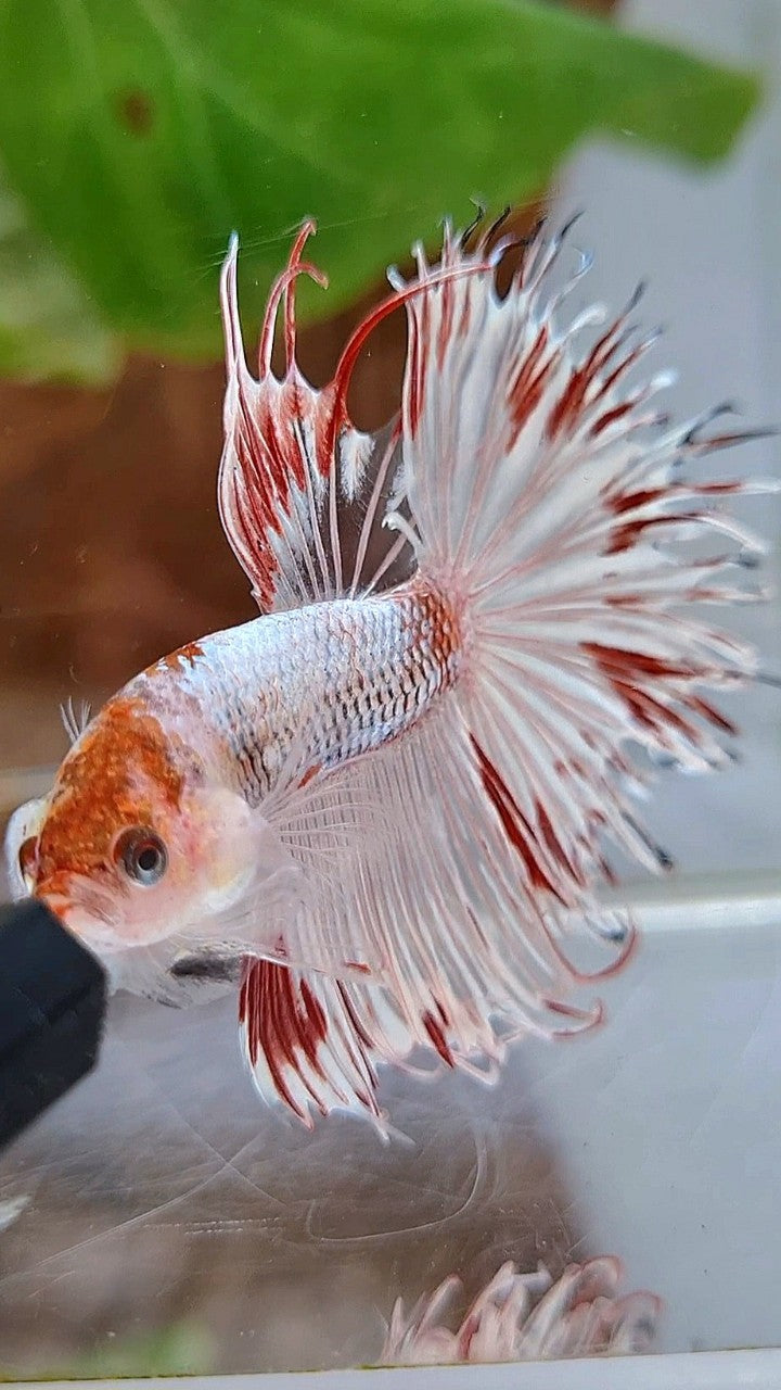 HALFSUN CROWNTAIL AOC WHITE FANCY RED SPLASH BETTA FISH