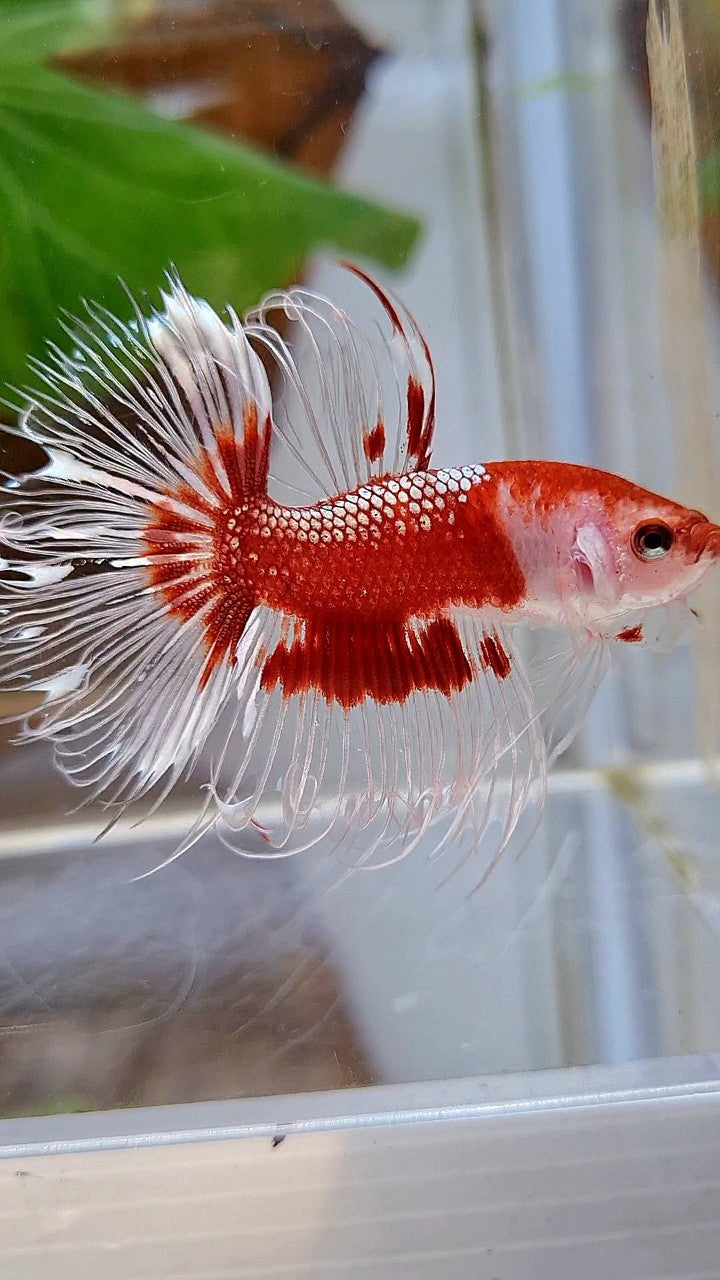 CROWNTAIL HALFSUN AOC RED GOLD CELLOPHANE UNIQUE BETTA FISH