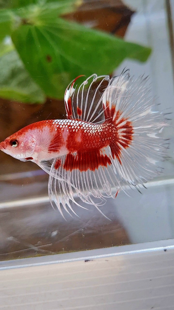CROWNTAIL HALFSUN AOC RED GOLD CELLOPHANE UNIQUE BETTA FISH