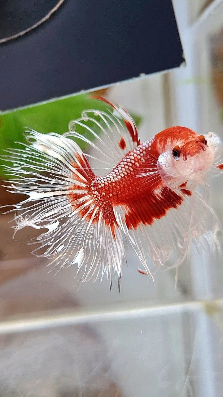 CROWNTAIL HALFSUN AOC RED GOLD CELLOPHANE UNIQUE BETTA FISH