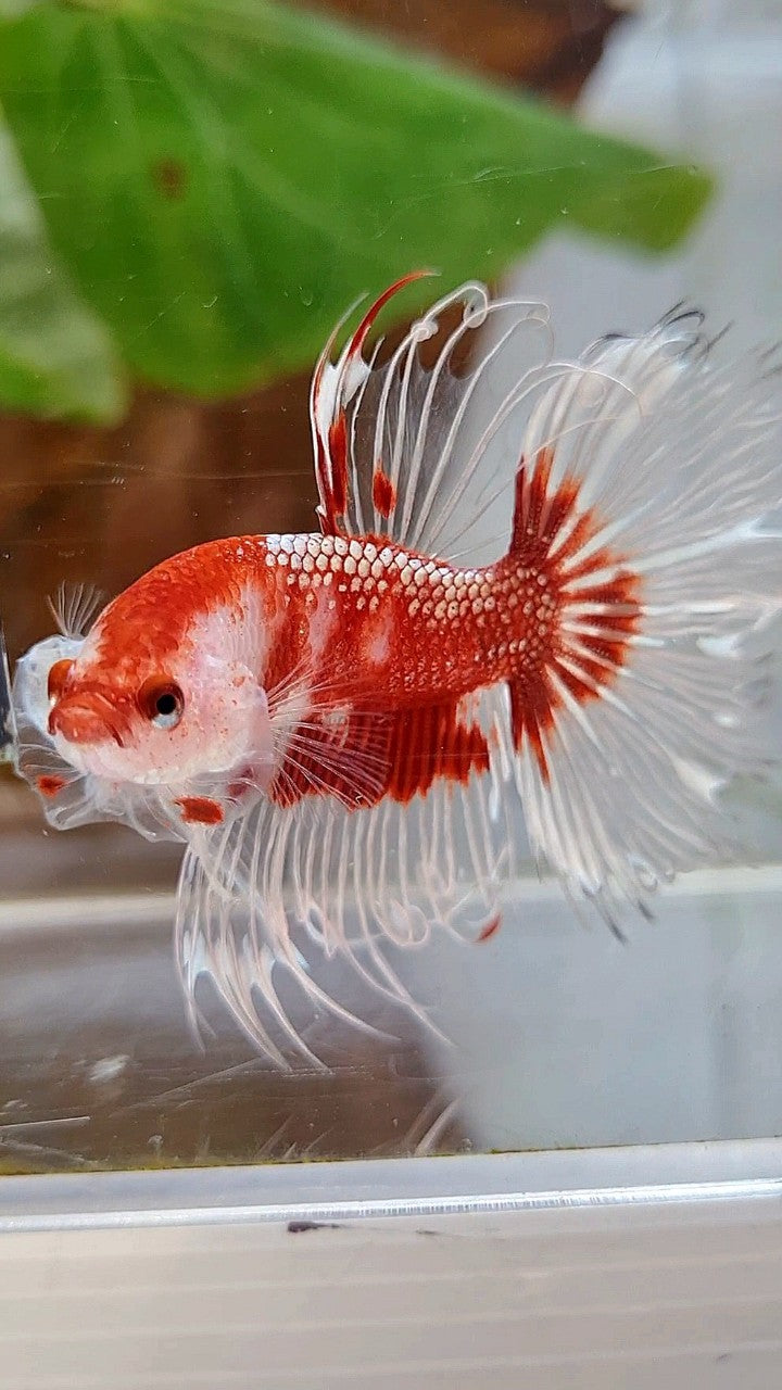 CROWNTAIL HALFSUN AOC RED GOLD CELLOPHANE UNIQUE BETTA FISH