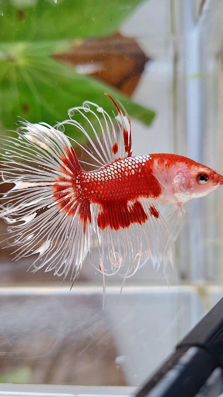 CROWNTAIL HALFSUN AOC RED GOLD CELLOPHANE UNIQUE BETTA FISH