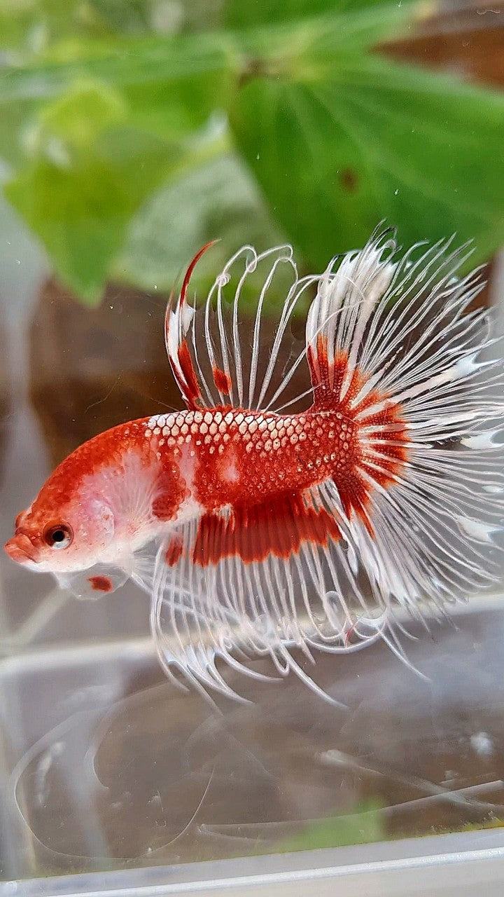 CROWNTAIL HALFSUN AOC RED GOLD CELLOPHANE UNIQUE BETTA FISH