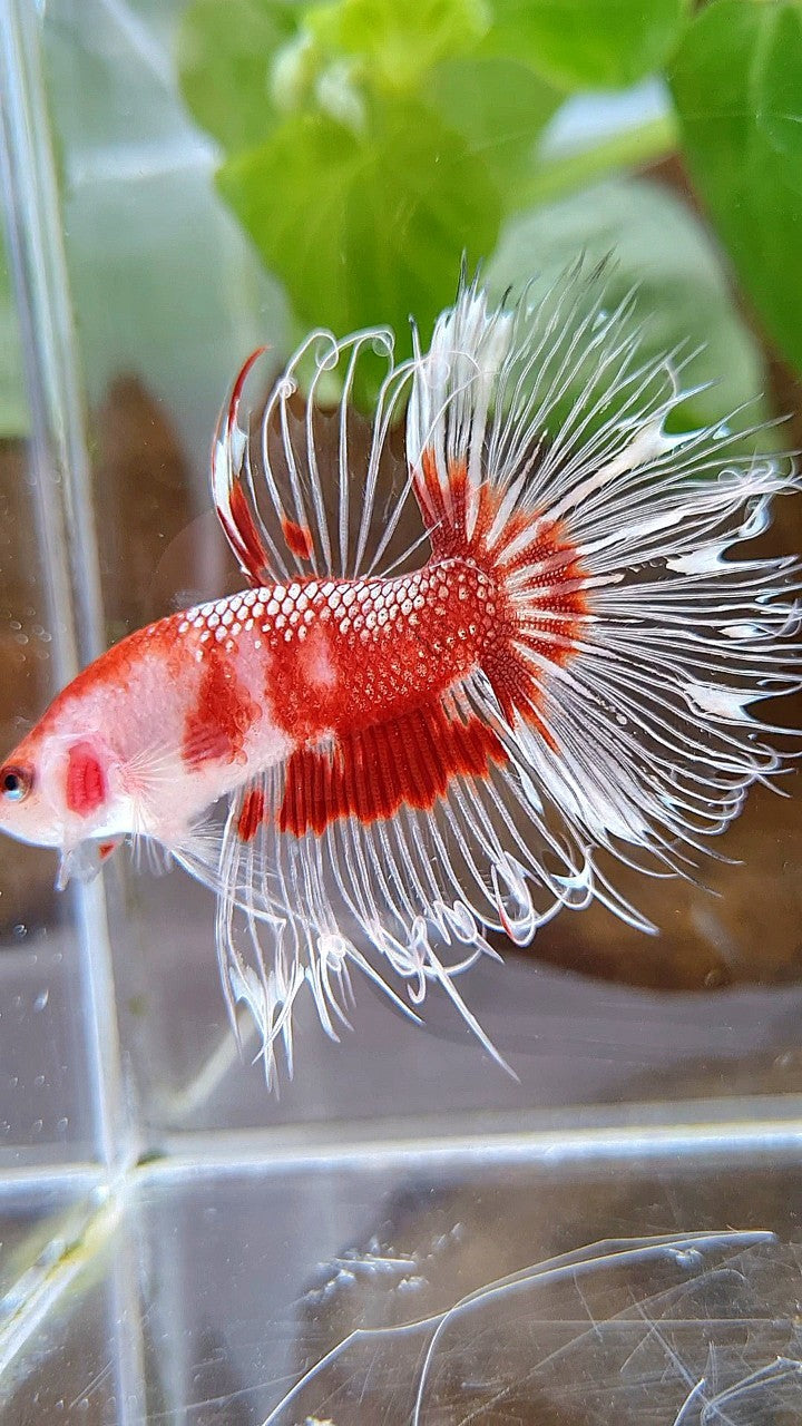 CROWNTAIL HALFSUN AOC RED GOLD CELLOPHANE UNIQUE BETTA FISH
