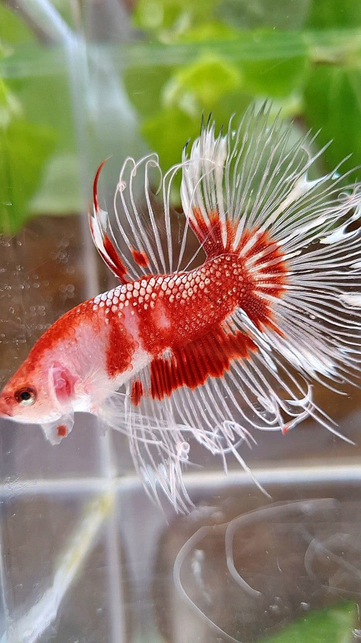 CROWNTAIL HALFSUN AOC RED GOLD CELLOPHANE UNIQUE BETTA FISH