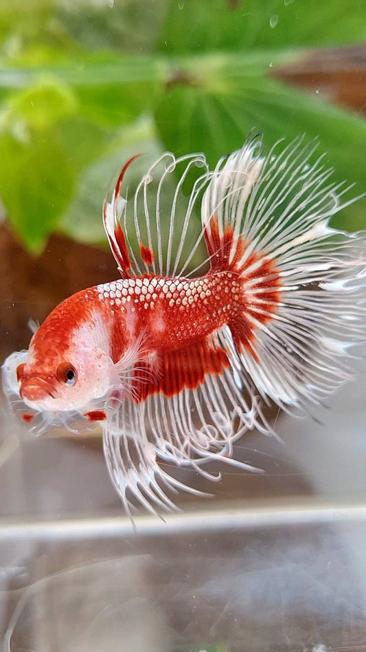 CROWNTAIL HALFSUN AOC RED GOLD CELLOPHANE UNIQUE BETTA FISH