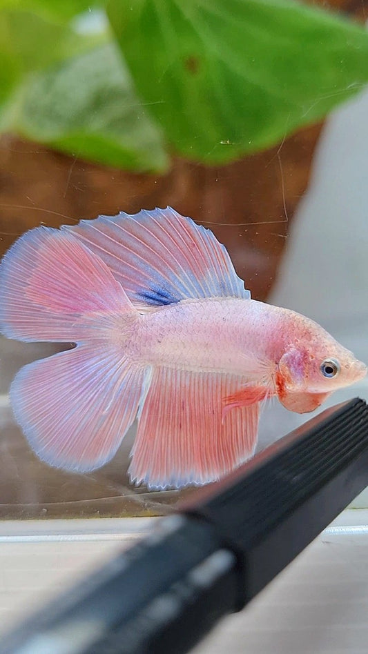 HALFMOON DOUBLE TAIL FLAMINGGO PINK BETTA FISH