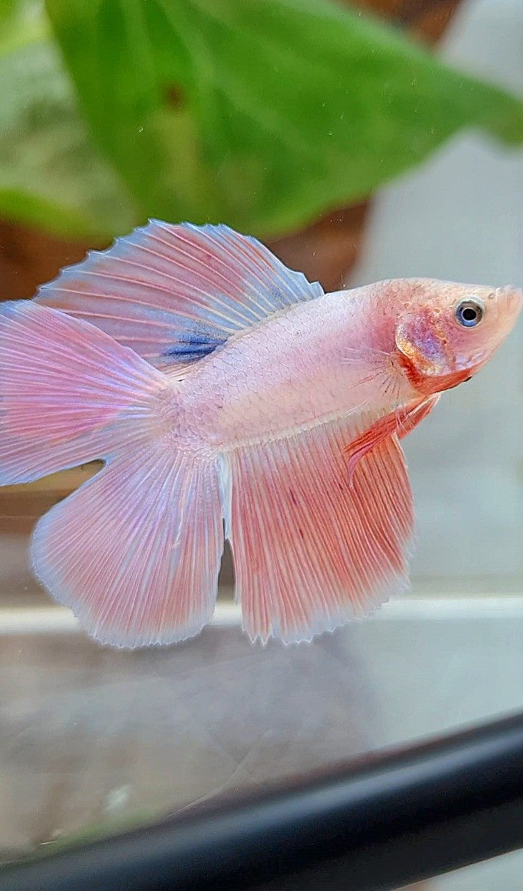HALFMOON DOUBLE TAIL FLAMINGGO PINK BETTA FISH