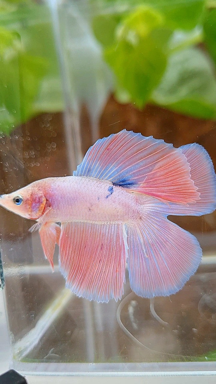 HALFMOON DOUBLE TAIL FLAMINGGO PINK BETTA FISH