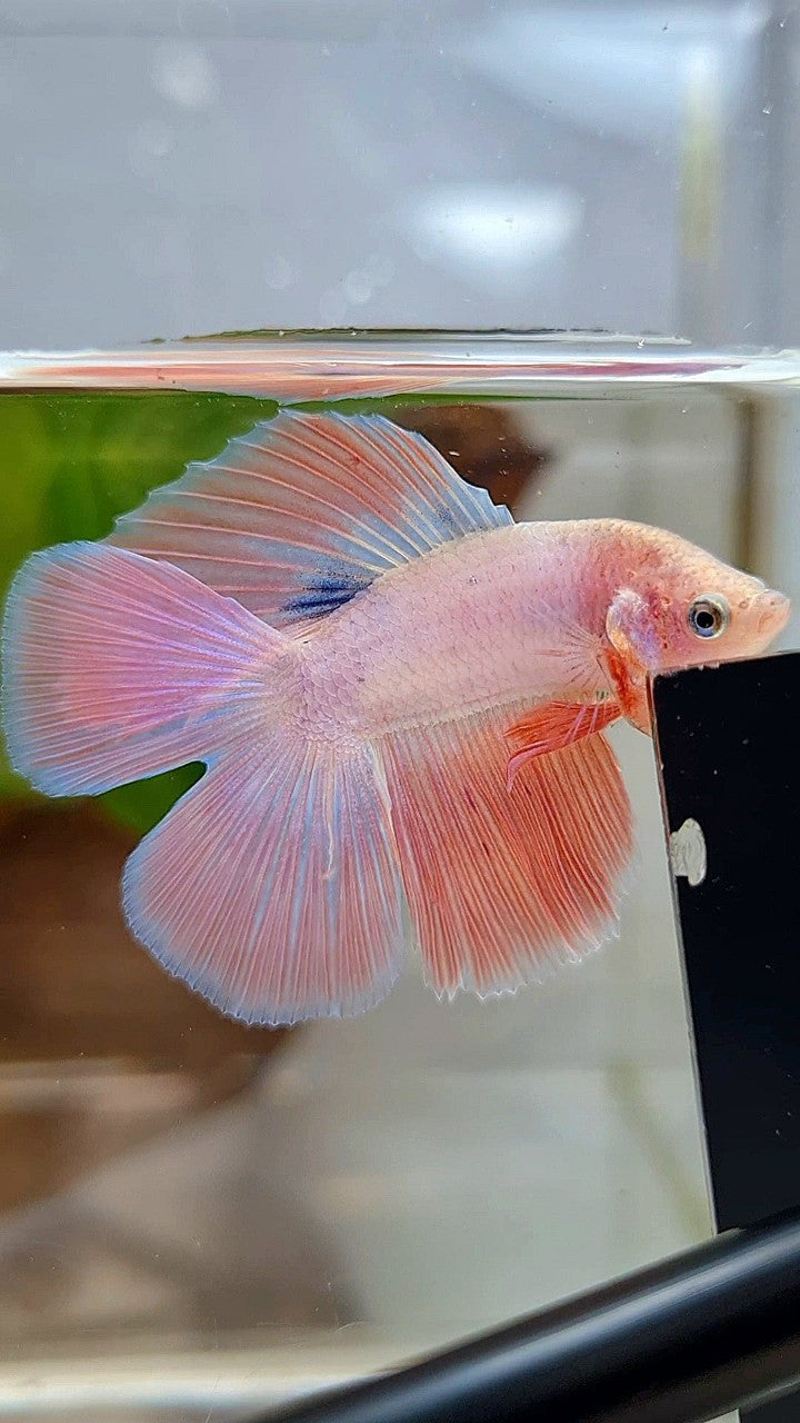HALFMOON DOUBLE TAIL FLAMINGGO PINK BETTA FISH