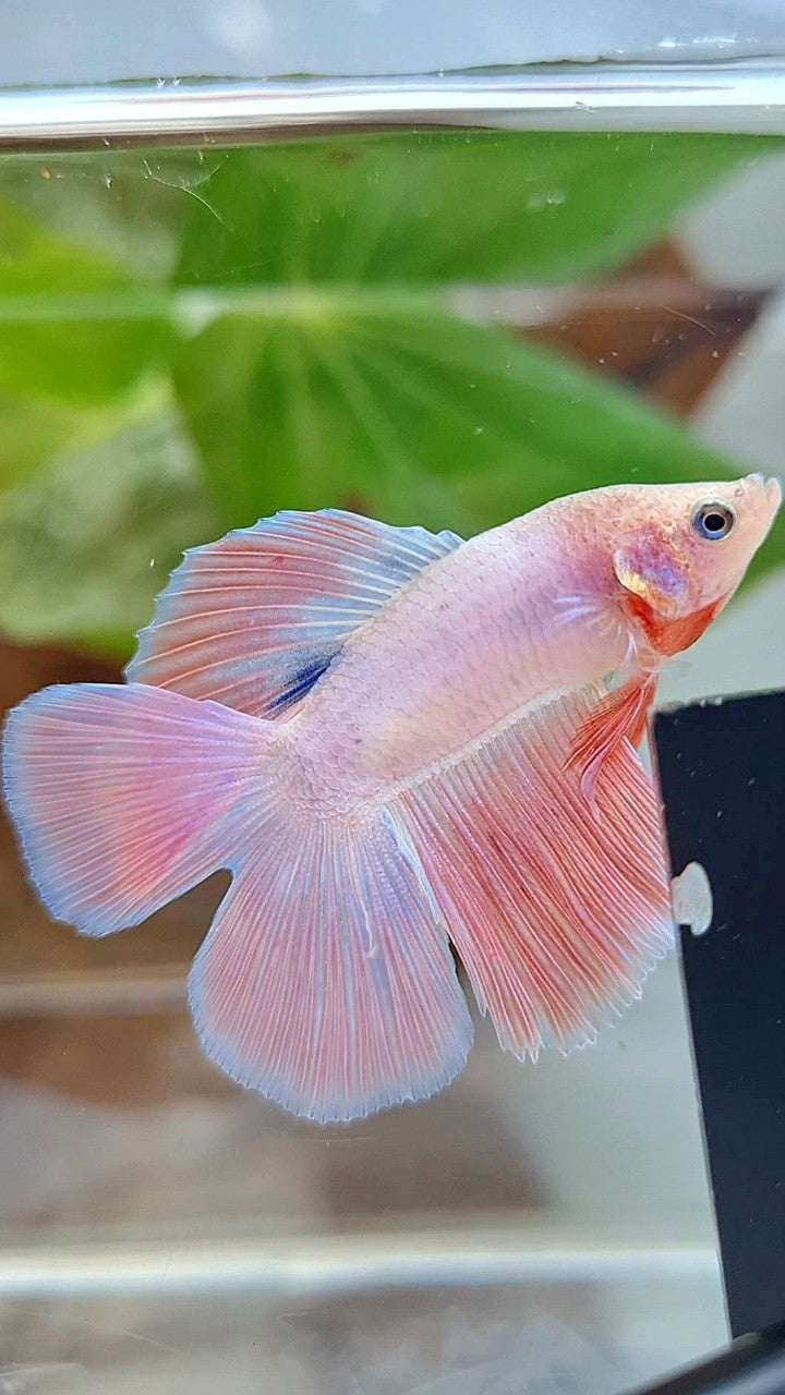 HALFMOON DOUBLE TAIL FLAMINGGO PINK BETTA FISH