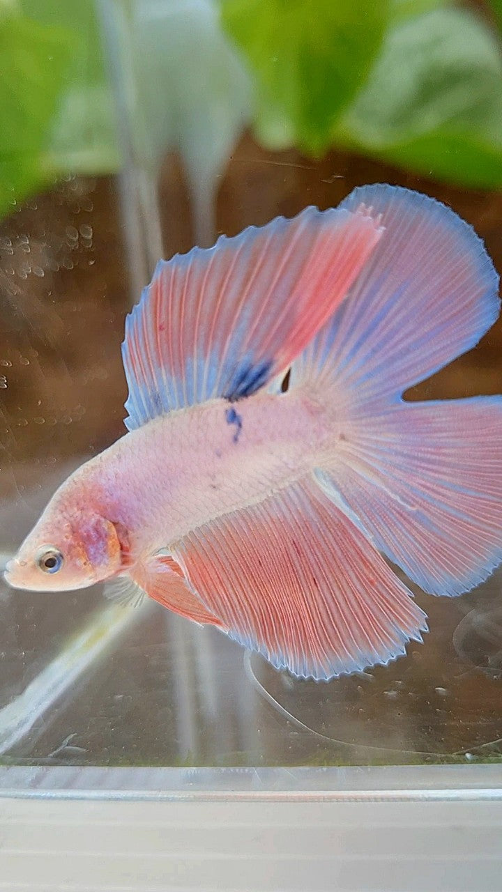 HALFMOON DOUBLE TAIL FLAMINGGO PINK BETTA FISH