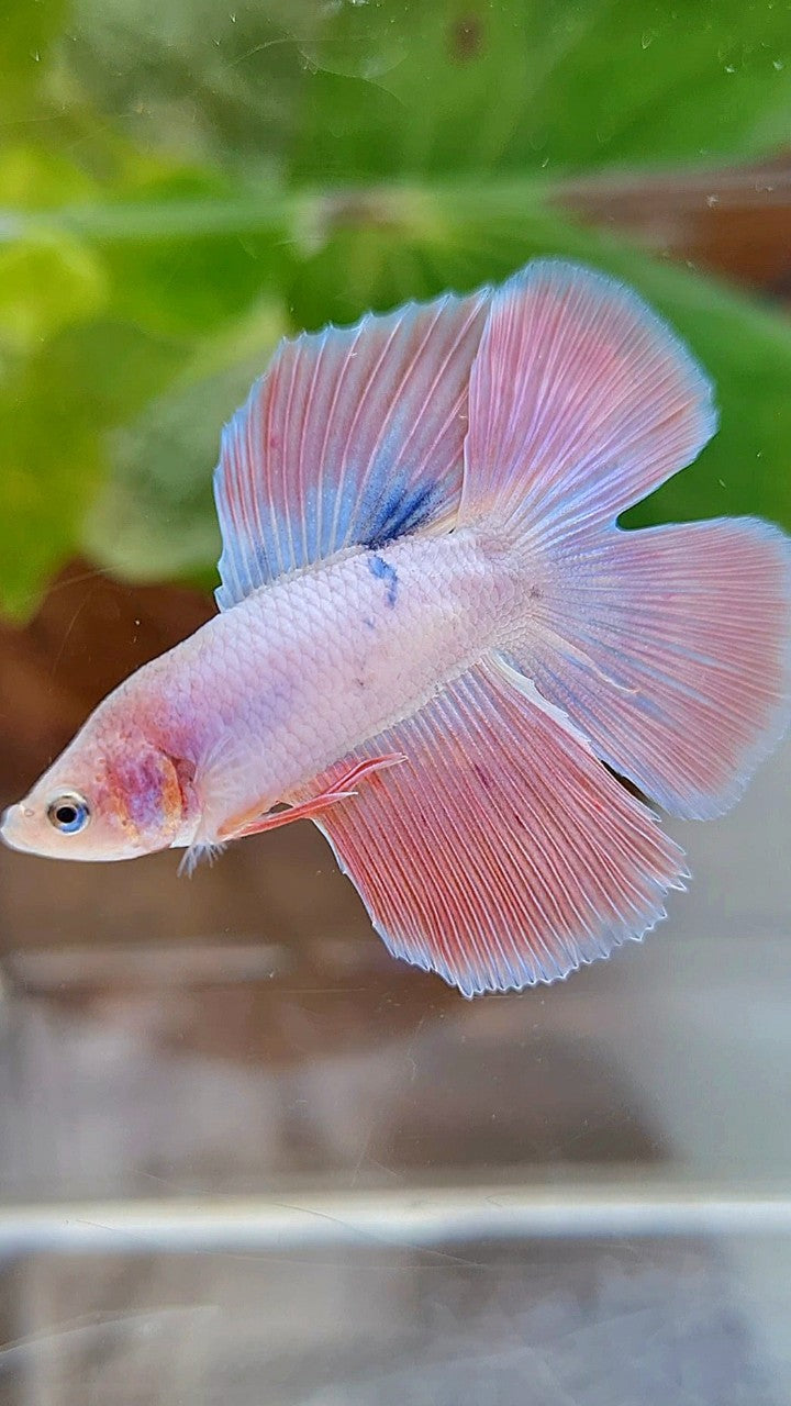 HALFMOON DOUBLE TAIL FLAMINGGO PINK BETTA FISH