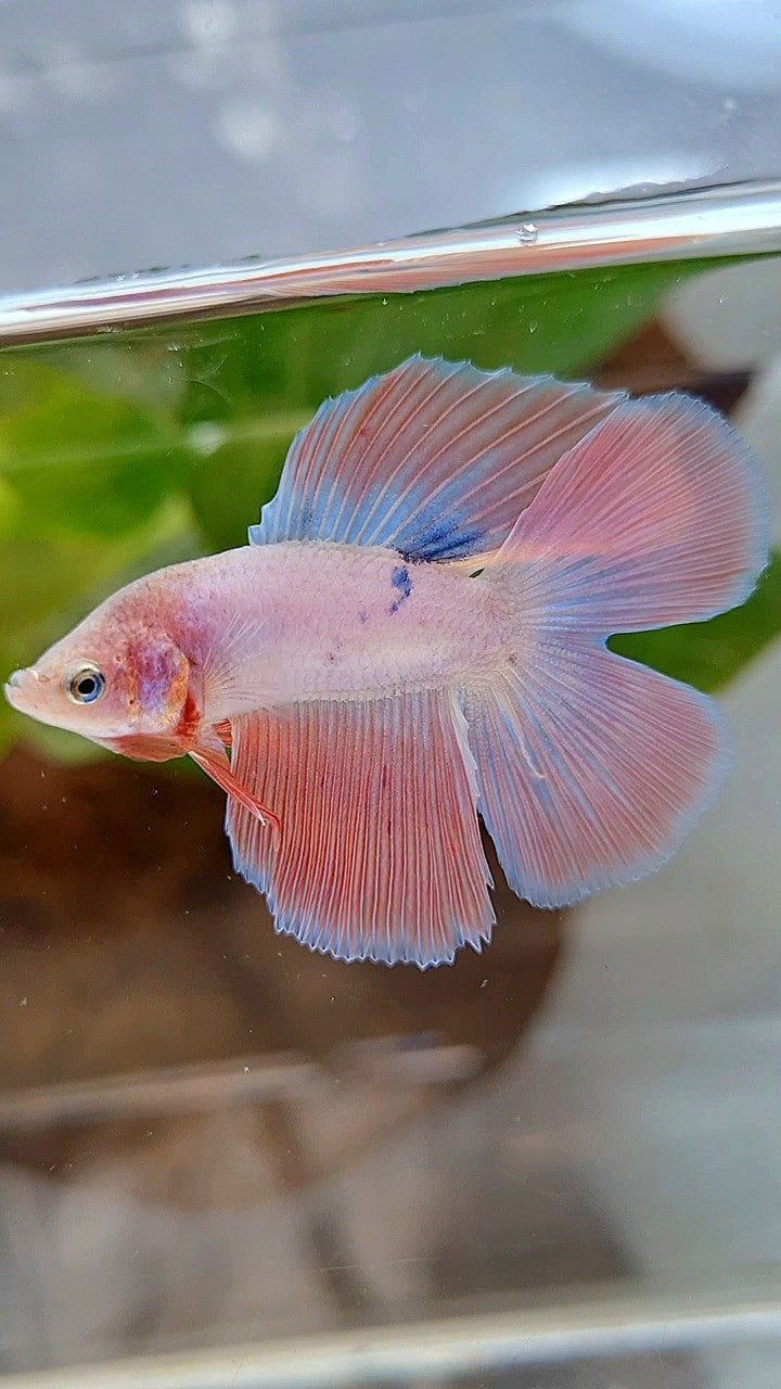 HALFMOON DOUBLE TAIL FLAMINGGO PINK BETTA FISH