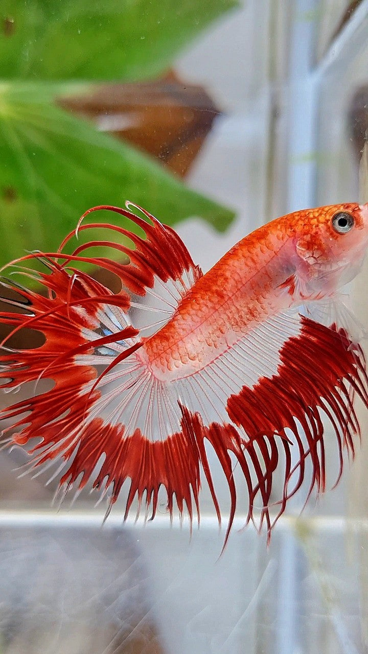 LUXURY CROWNTAIL HALFSUN AOC RED PATTERN CELLOPHANE UNIQUE BETTA FISH