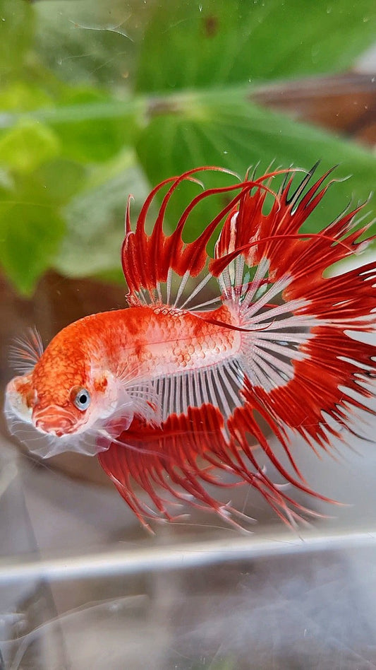 LUXURY CROWNTAIL HALFSUN AOC RED PATTERN CELLOPHANE UNIQUE BETTA FISH