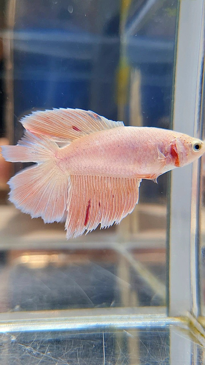 FEMALE HALFMOON DOUBLE TAIL PINK FLAMINGGO ARMAGEDDON BETTA FISH