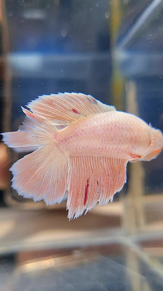 FEMALE HALFMOON DOUBLE TAIL PINK FLAMINGGO ARMAGEDDON BETTA FISH