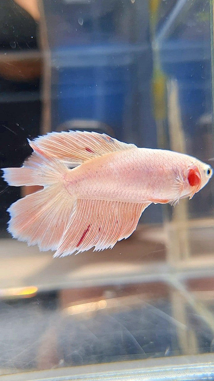 FEMALE HALFMOON DOUBLE TAIL PINK FLAMINGGO ARMAGEDDON BETTA FISH