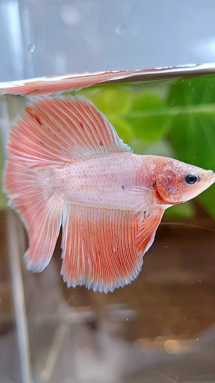 HALFMOON DOUBLE TAIL FLAMINGGO PINK BETTA FISH