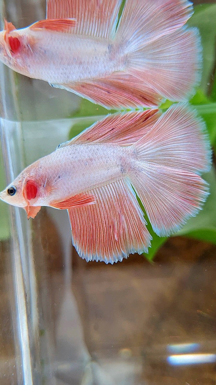 HALFMOON DOUBLE TAIL FLAMINGGO PINK BETTA FISH