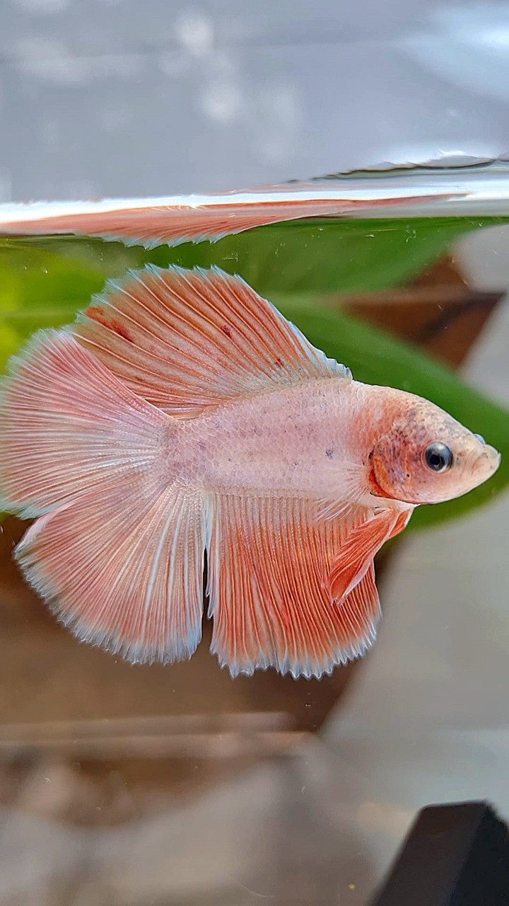 HALFMOON DOUBLE TAIL FLAMINGGO PINK BETTA FISH