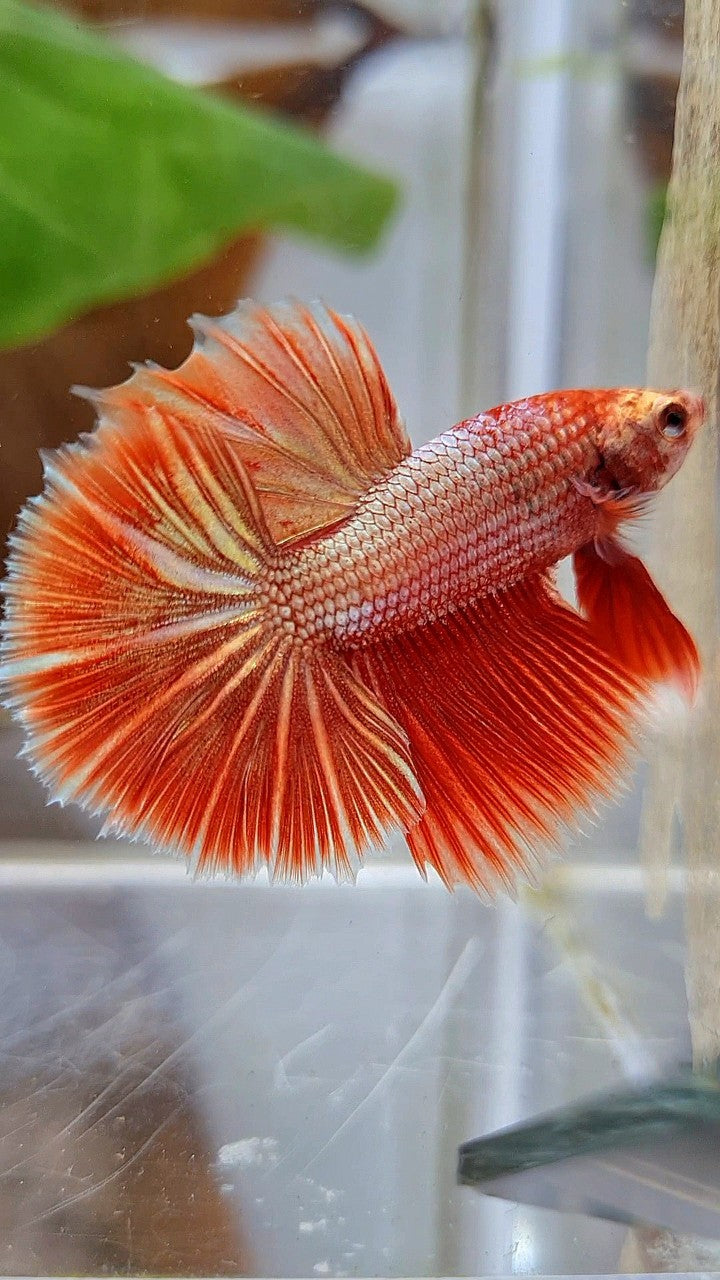 HALFMOON ROSETAIL SUPER ROSEGOLD BETTA FISH