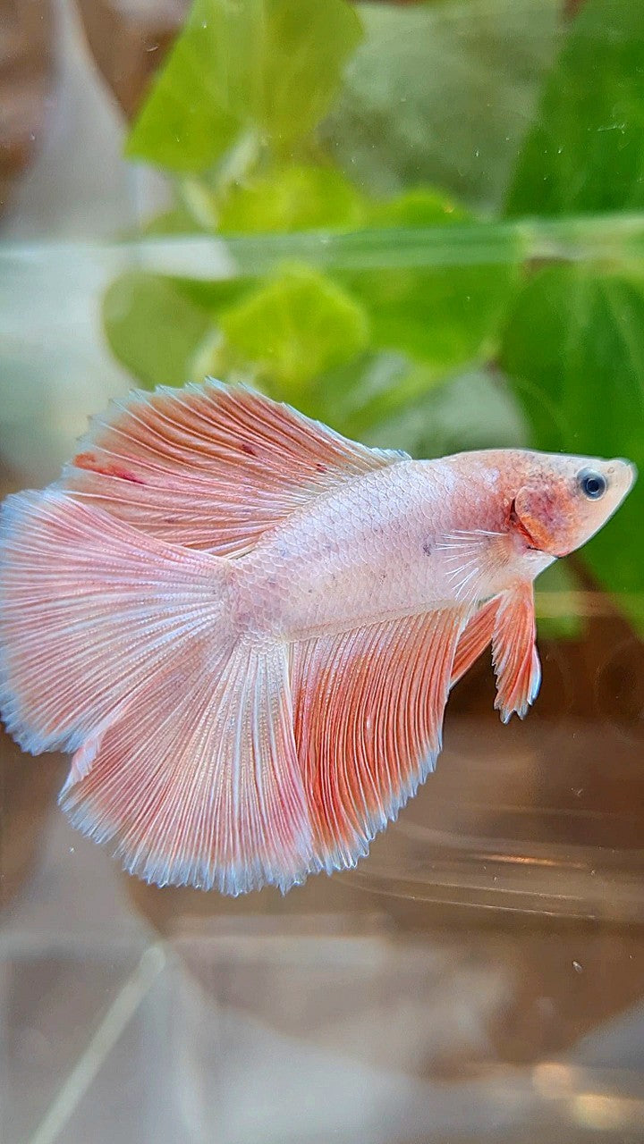 HALFMOON DOUBLE TAIL FLAMINGGO PINK BETTA FISH