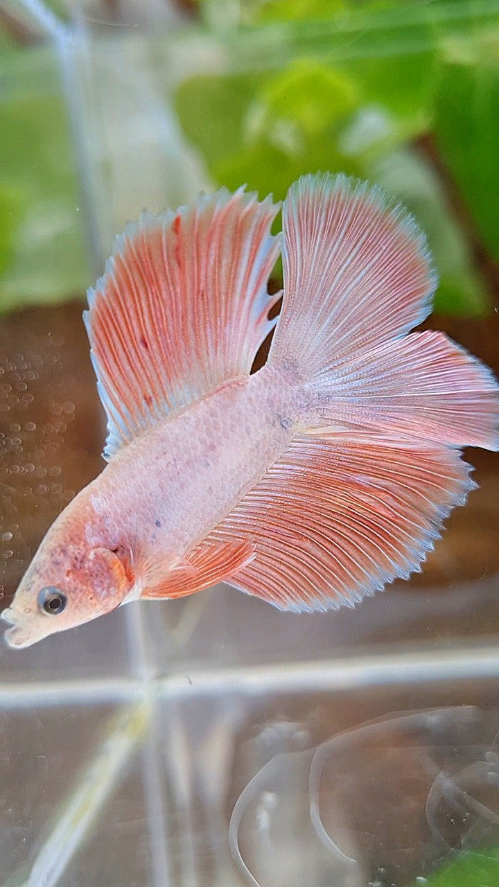 HALFMOON DOUBLE TAIL FLAMINGGO PINK BETTA FISH