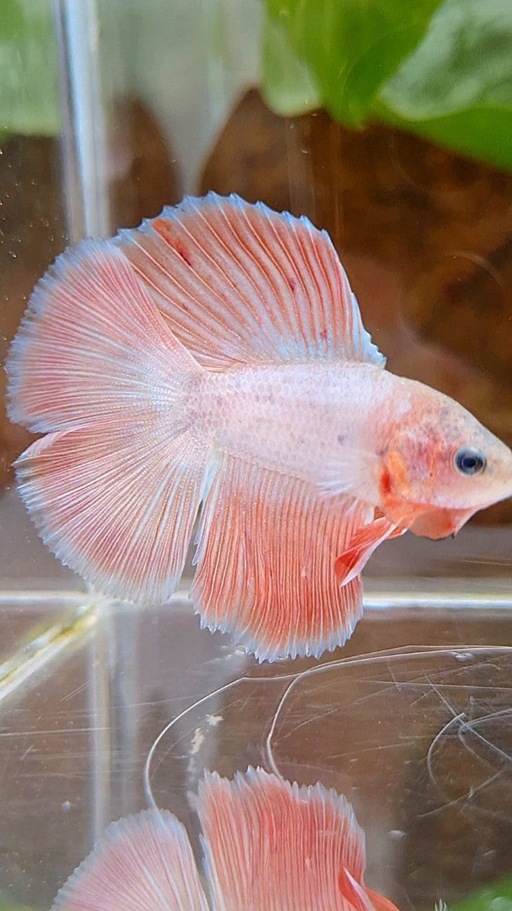 HALFMOON DOUBLE TAIL FLAMINGGO PINK BETTA FISH