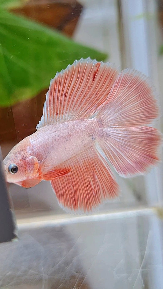 HALFMOON DOUBLE TAIL FLAMINGGO PINK BETTA FISH