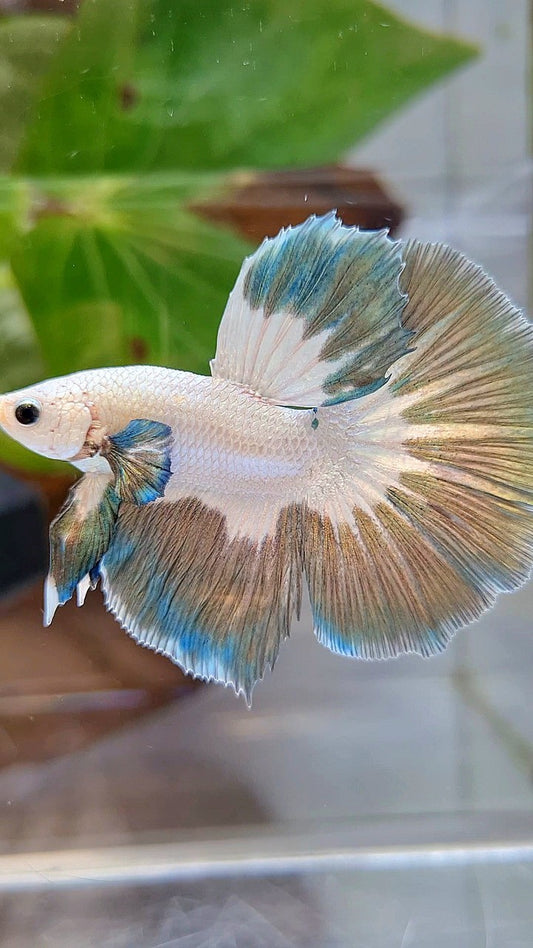 LUXURY HALFMOON ROSETAIL COPPER RIM BUTTERFLY BETTA FISH