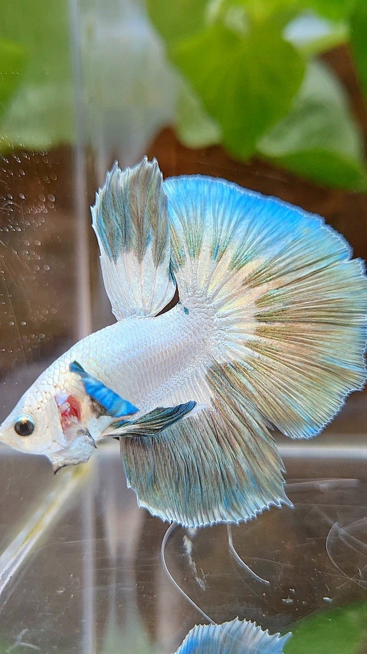 LUXURY HALFMOON ROSETAIL COPPER RIM BUTTERFLY BETTA FISH