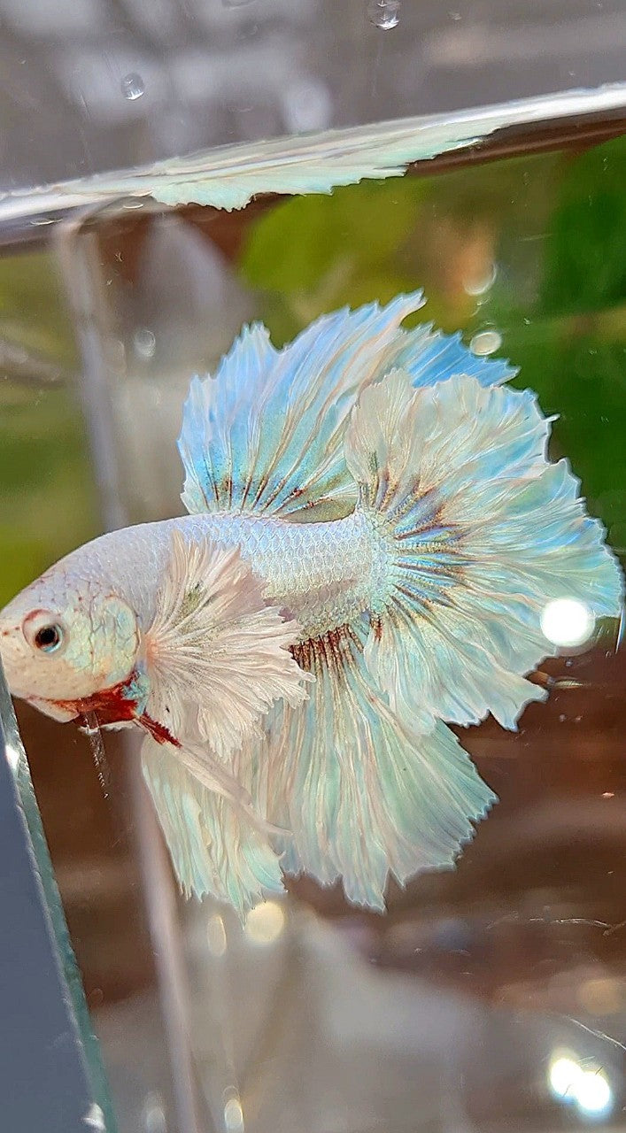 HALFMOON DUMBO EAR FEATHER TAIL WHITE UNICORN BETTA FISH
