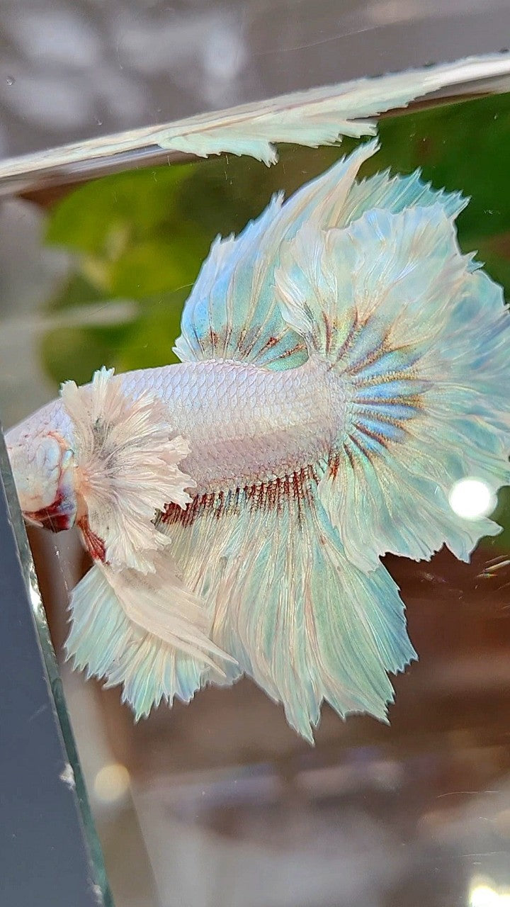 HALFMOON DUMBO EAR FEATHER TAIL WHITE UNICORN BETTA FISH