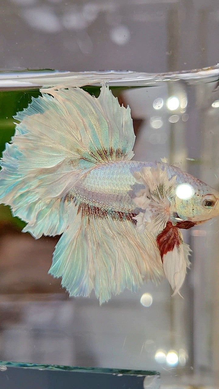 HALFMOON DUMBO EAR FEATHER TAIL WHITE UNICORN BETTA FISH