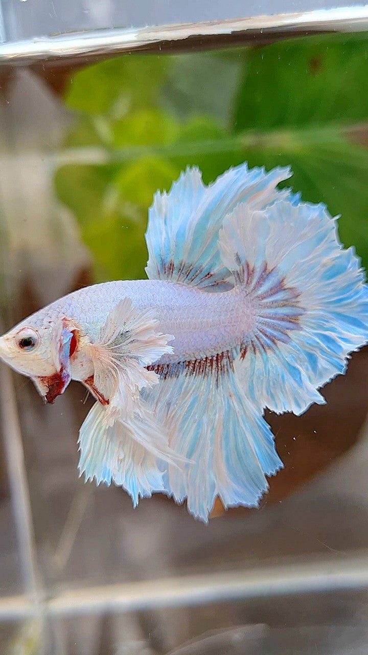 HALFMOON DUMBO EAR FEATHER TAIL WHITE UNICORN BETTA FISH