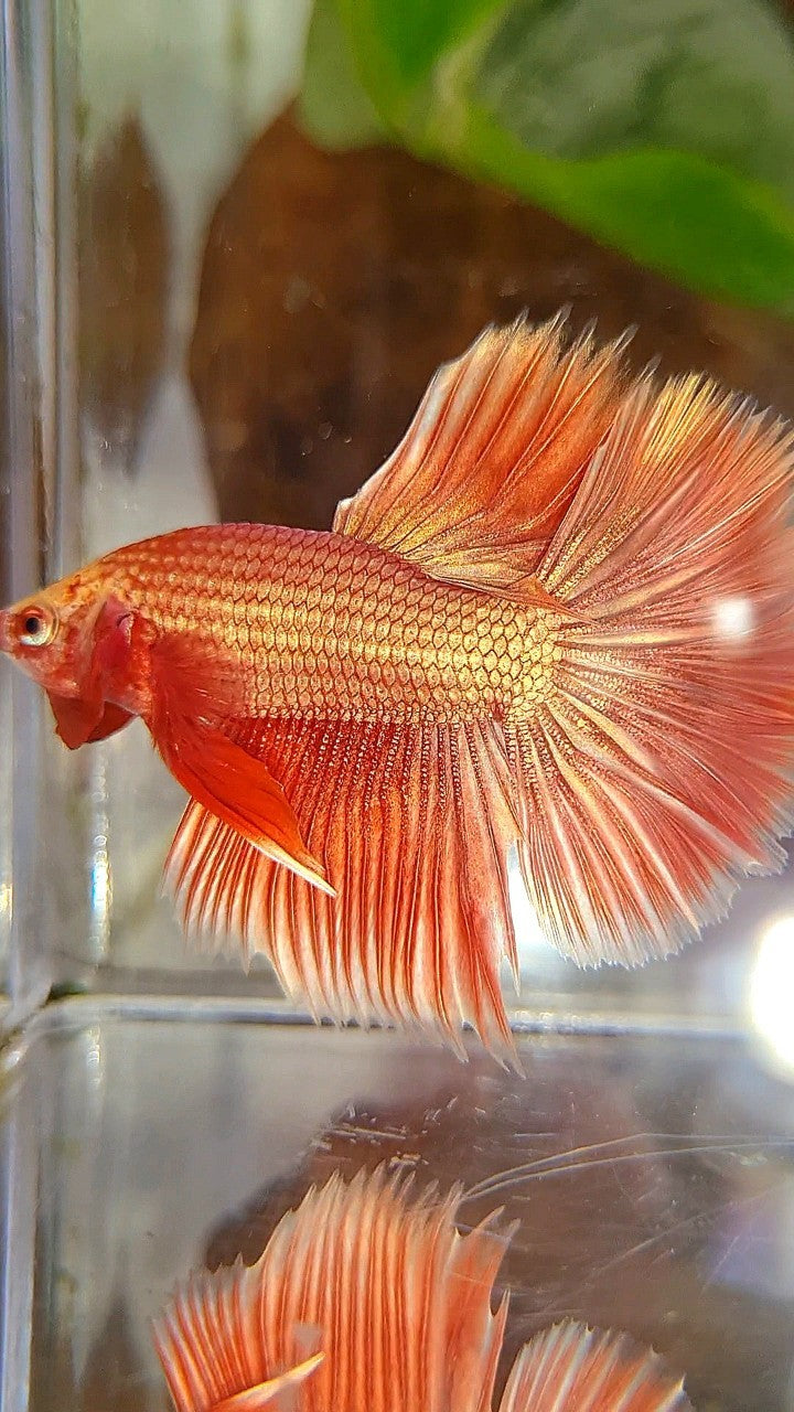 HALFMOON ROSETAIL SUPER ROSEGOLD BETTA FISH