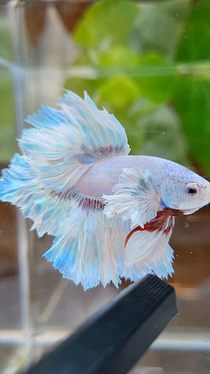 HALFMOON DUMBO EAR FEATHER TAIL WHITE UNICORN BETTA FISH