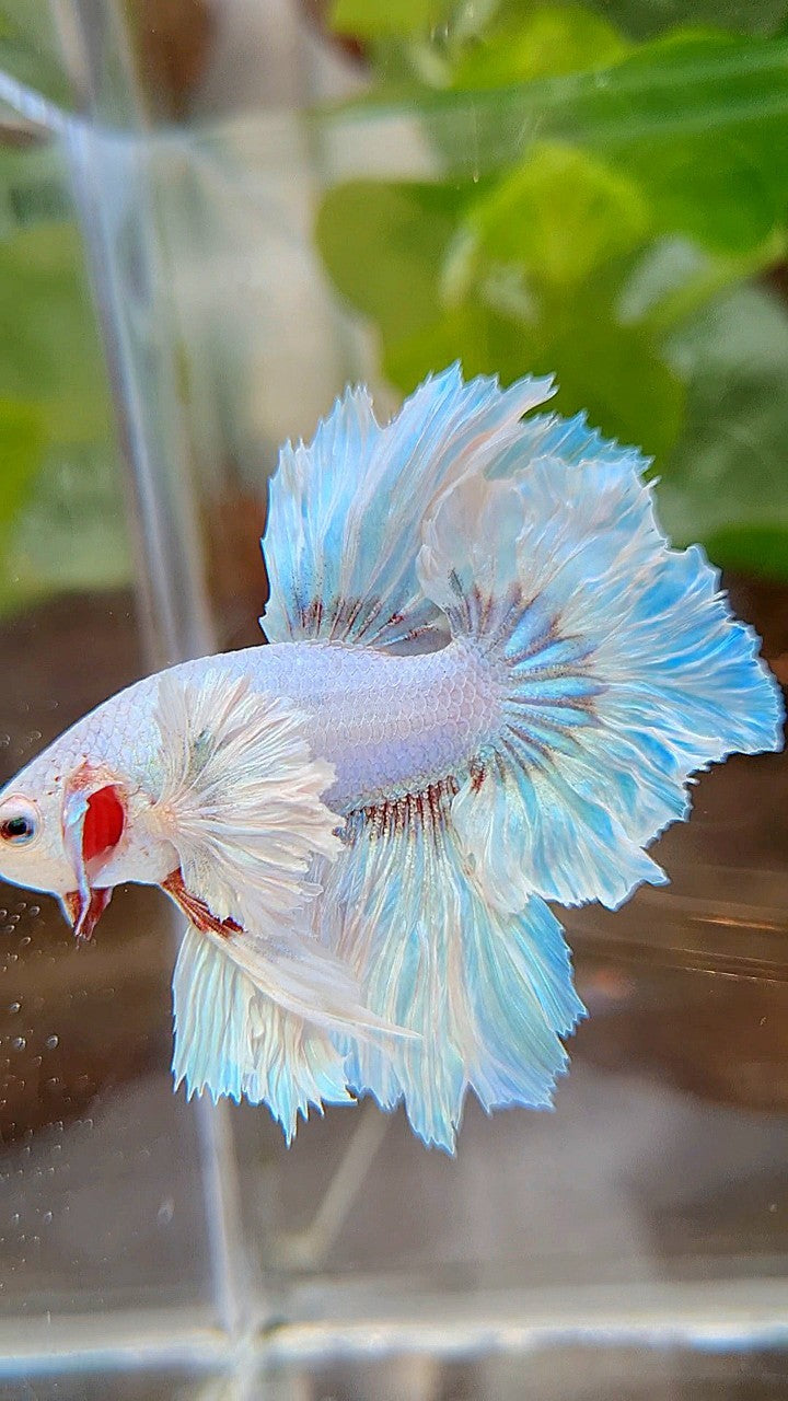 HALFMOON DUMBO EAR FEATHER TAIL WHITE UNICORN BETTA FISH