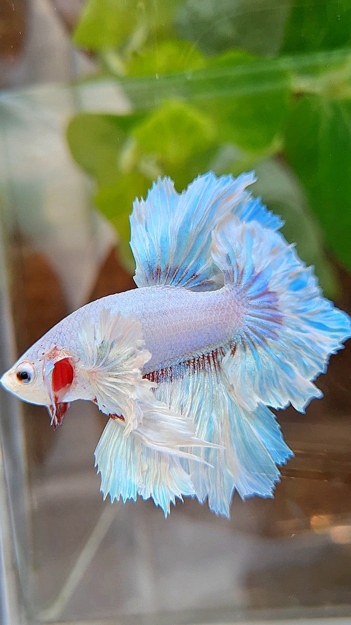 HALFMOON DUMBO EAR FEATHER TAIL WHITE UNICORN BETTA FISH