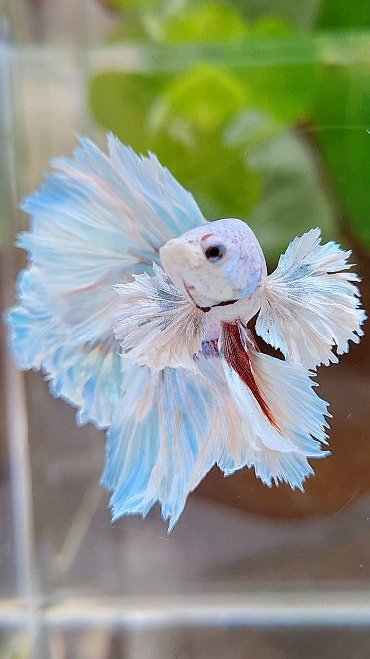 HALFMOON DUMBO EAR FEATHER TAIL WHITE UNICORN BETTA FISH