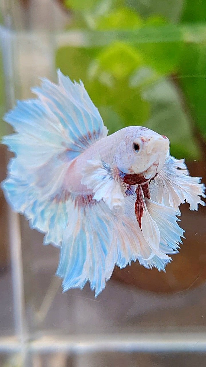 HALFMOON DUMBO EAR FEATHER TAIL WHITE UNICORN BETTA FISH