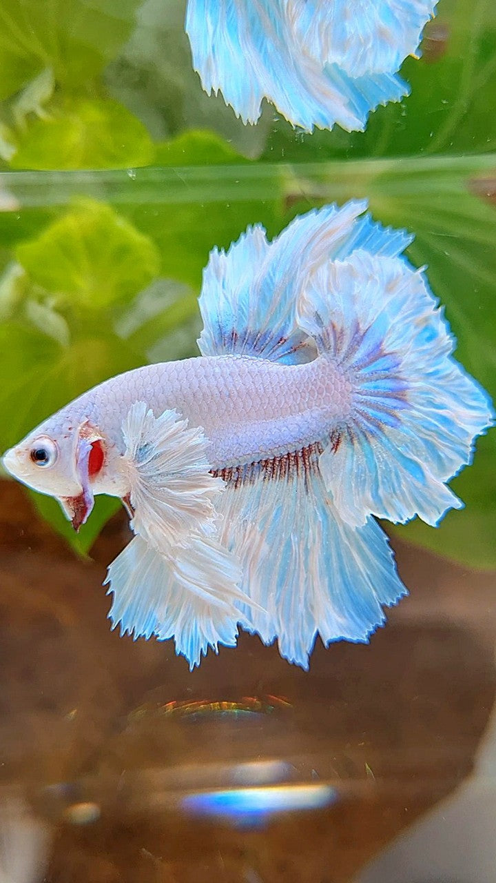 HALFMOON DUMBO EAR FEATHER TAIL WHITE UNICORN BETTA FISH