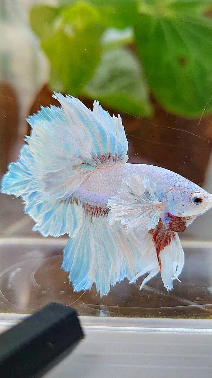 HALFMOON DUMBO EAR FEATHER TAIL WHITE UNICORN BETTA FISH