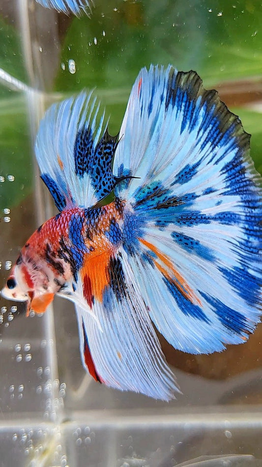 LUXURY HALFMOON BLUE SPLASH METTALIC MULTICOLOR PATTERN BETTA FISH