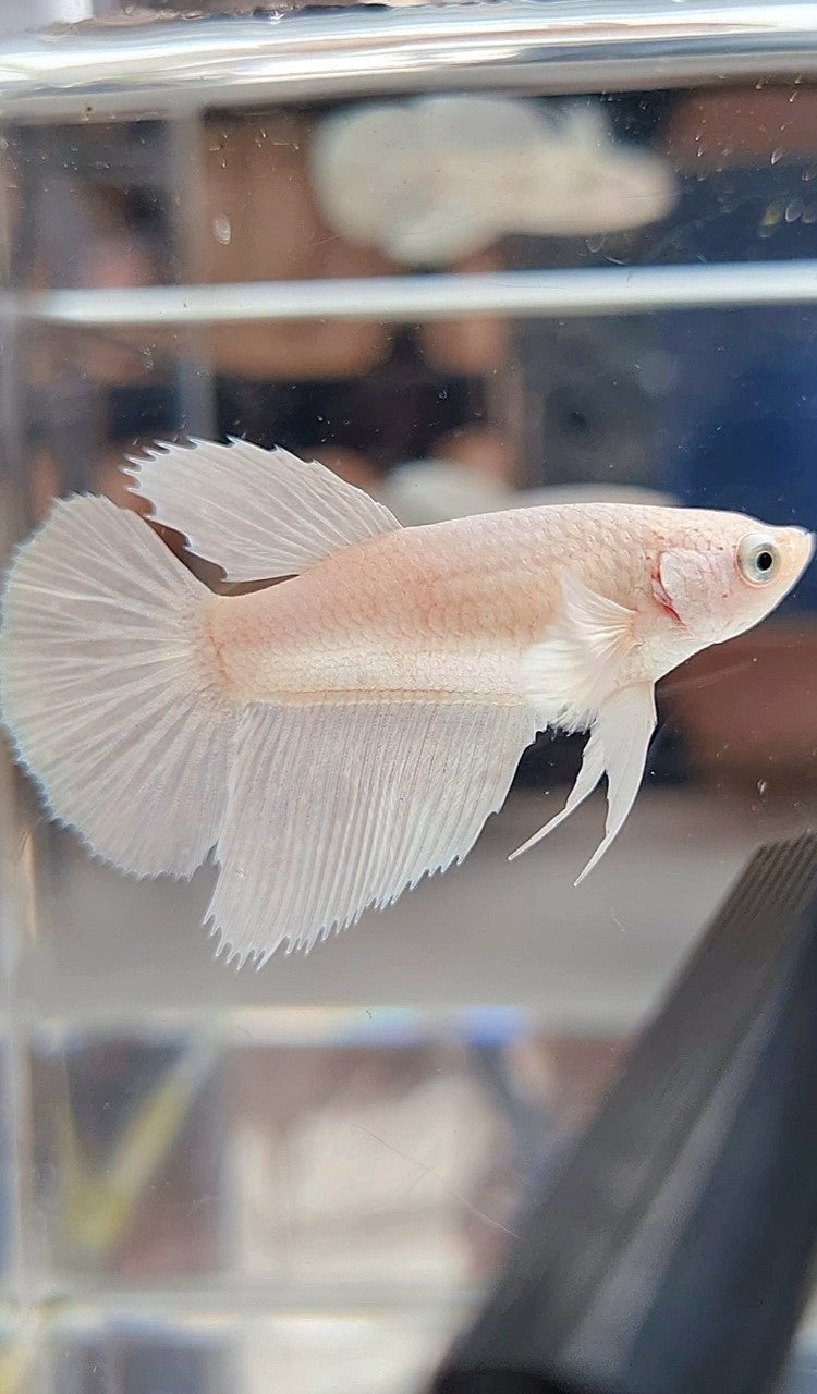 FEMALE HALFMOON BIG EAR WHITE PLATINUM BETTA FISH