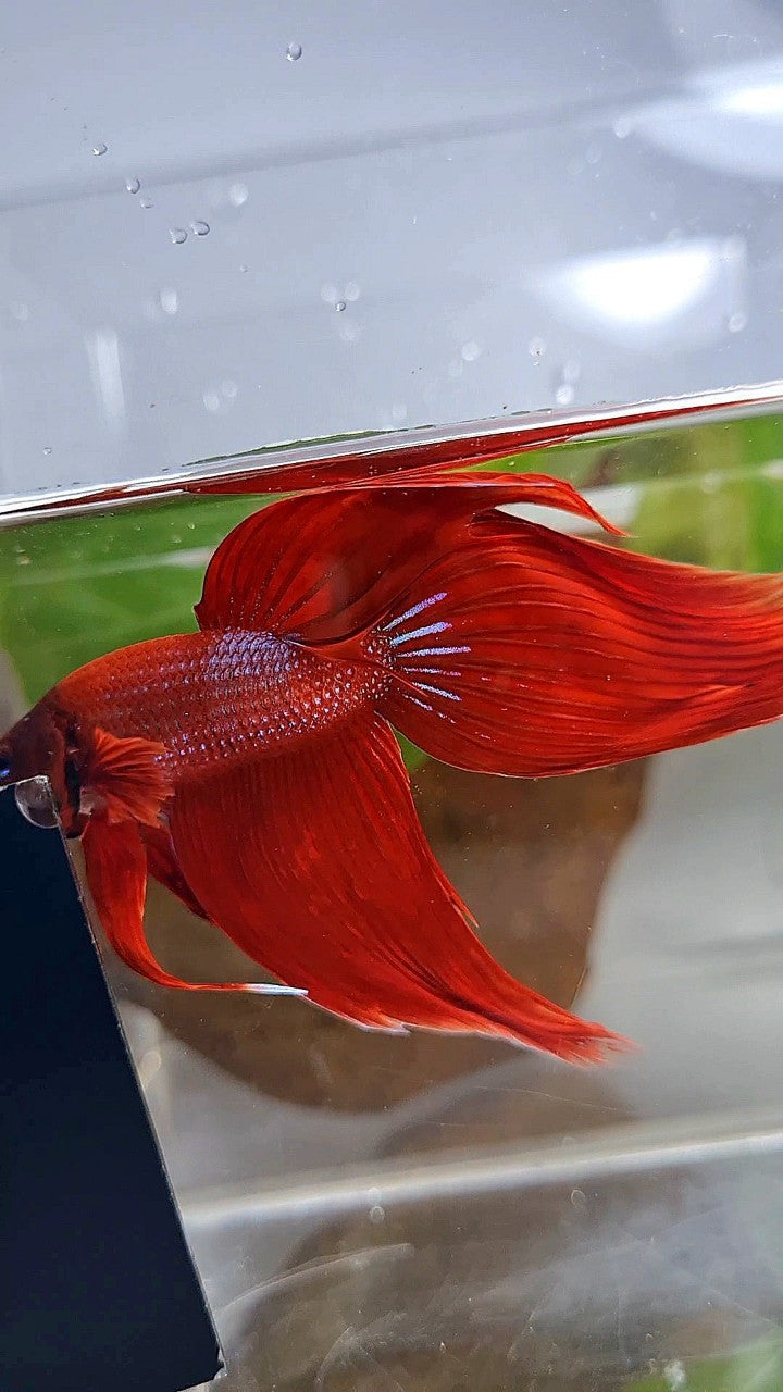 XXL VEILTAIL TL 8,5CM+ RED PURPLE PATTERN UNIQUE BETTA FISH